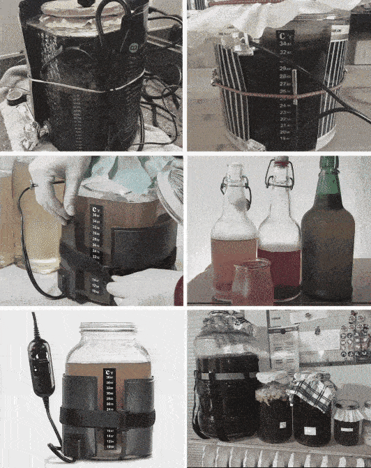 kombucha diy