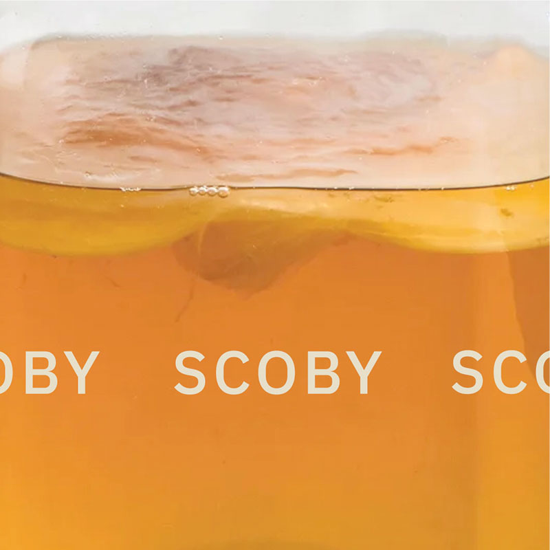 SCOBY