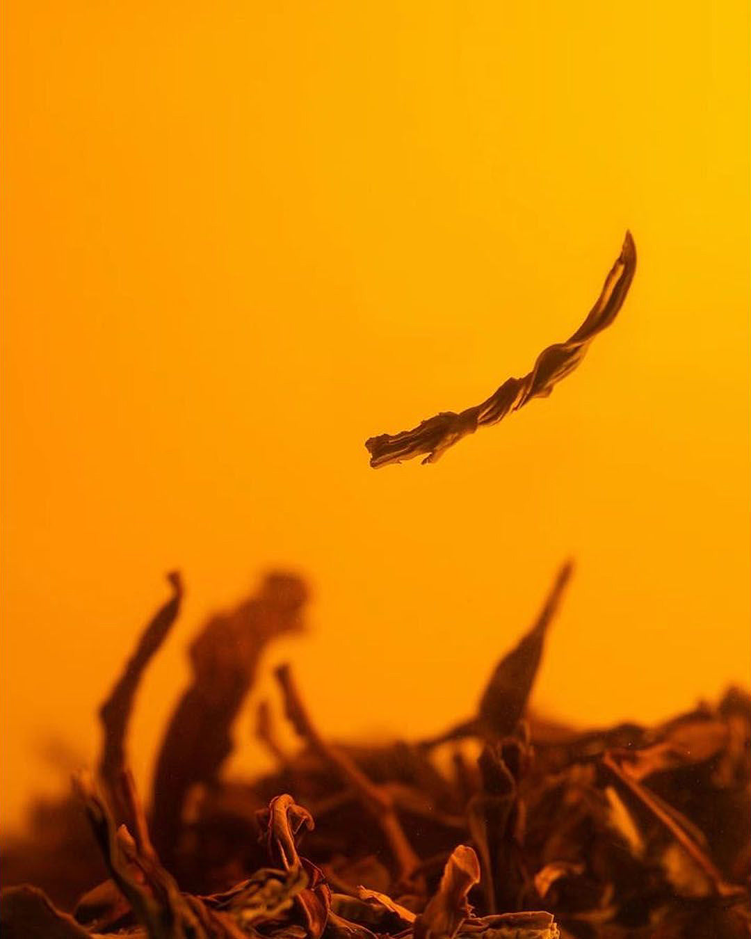 kombu-tea-leaf.jpg